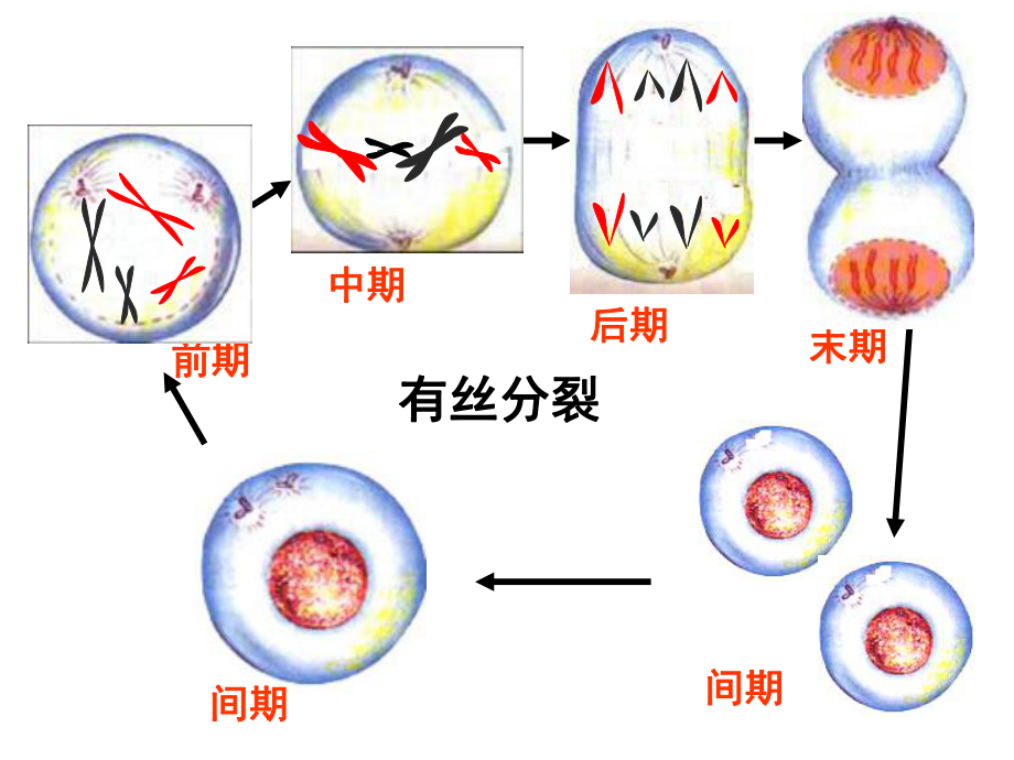 人教版高中生物必修二：21减数分裂和受精作用.ppt_第2页