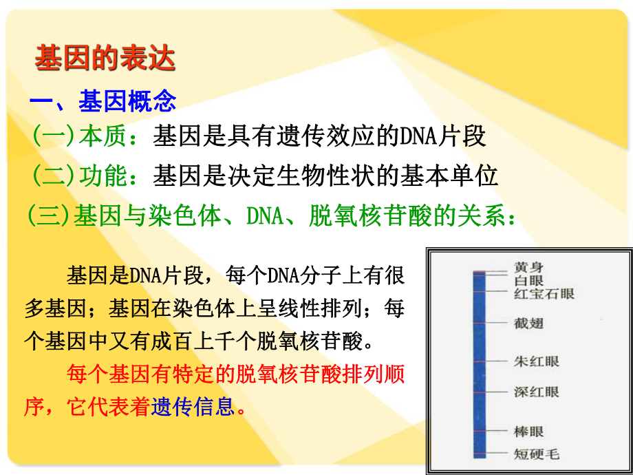 必修2-4-2基因对性状的控制.ppt_第1页