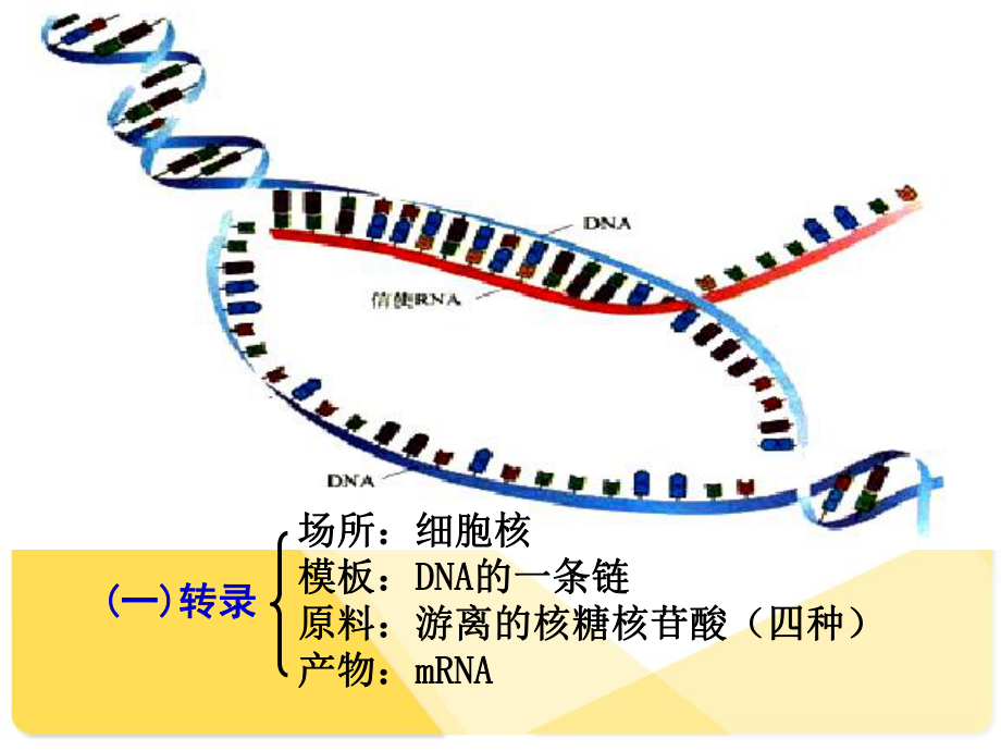 必修2-4-2基因对性状的控制.ppt_第2页