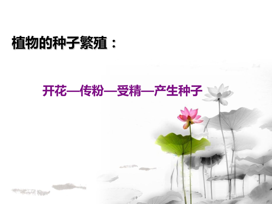 《无心插柳柳成荫》件.ppt_第2页