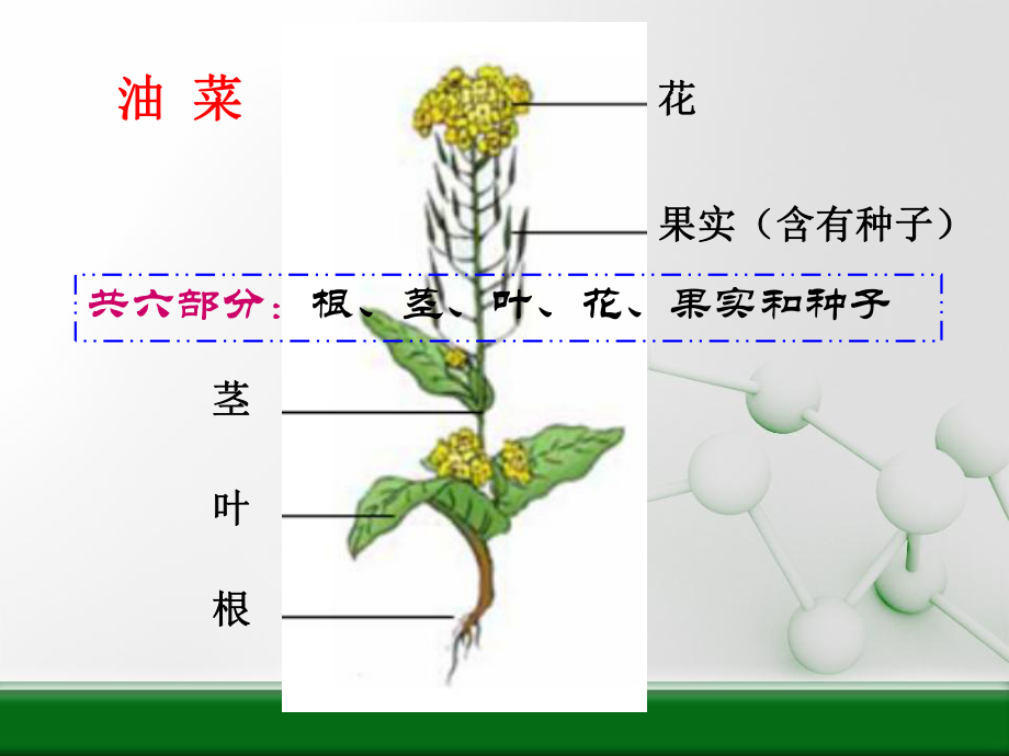 科学四下第二单元《新的生命》复习.ppt_第2页