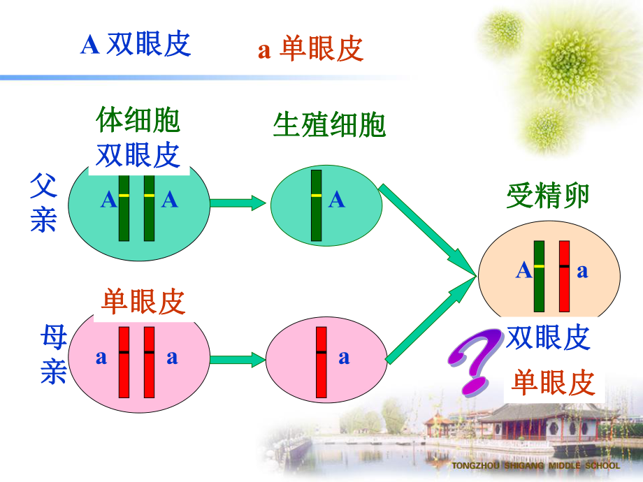 第三节《基因的显性和隐性》课件3.ppt_第2页