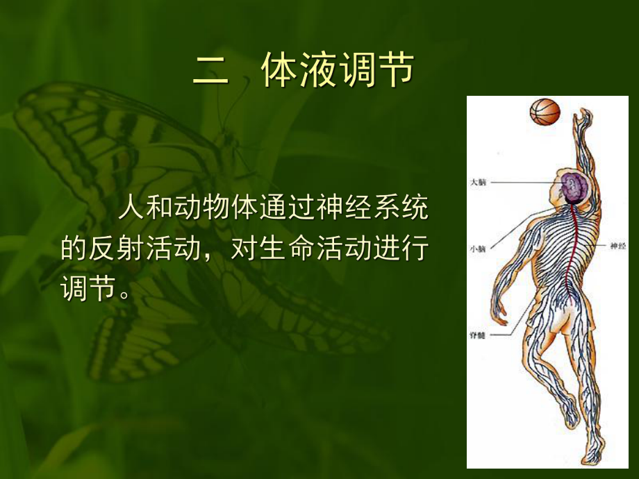 第二节人和高等动物生命活动的调节.ppt_第2页