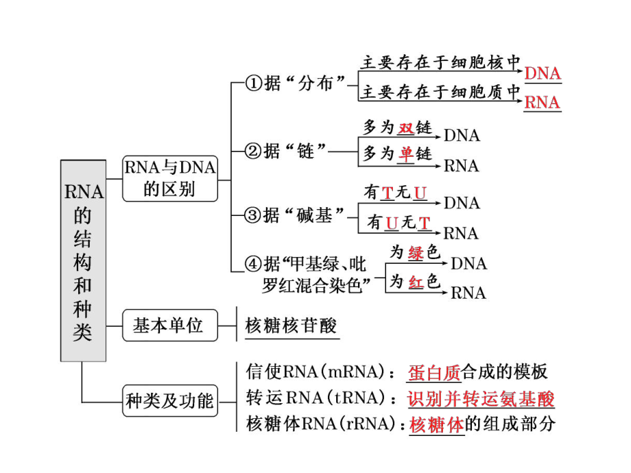 第三讲基因的表达.ppt_第2页