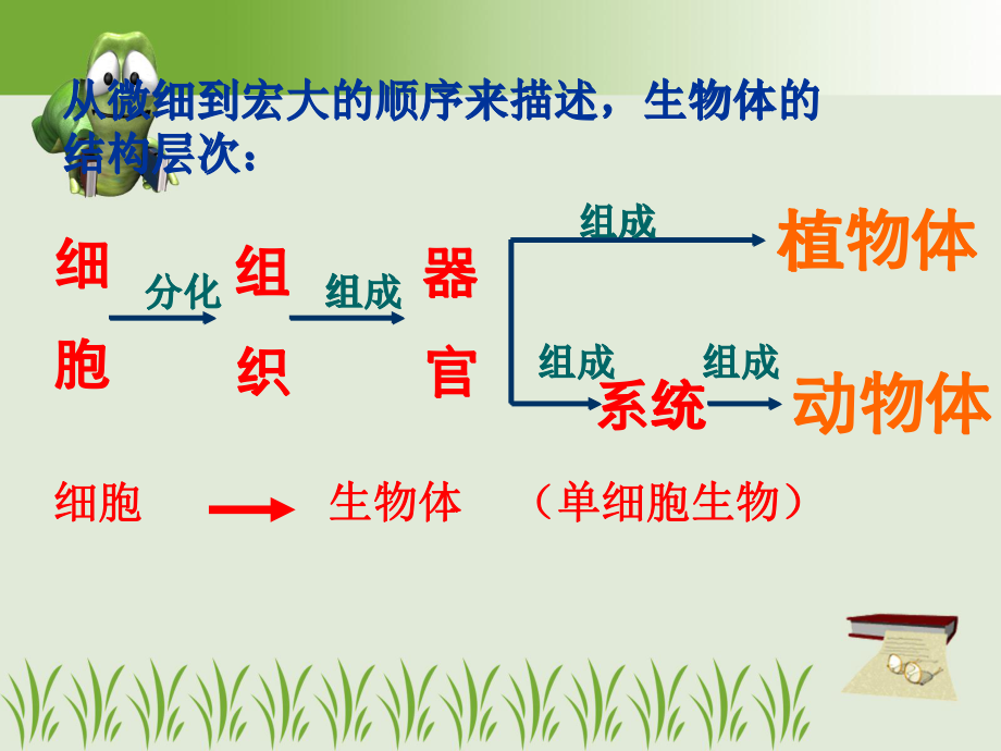 八上5-1-1腔肠动物和扁形动物.ppt_第2页