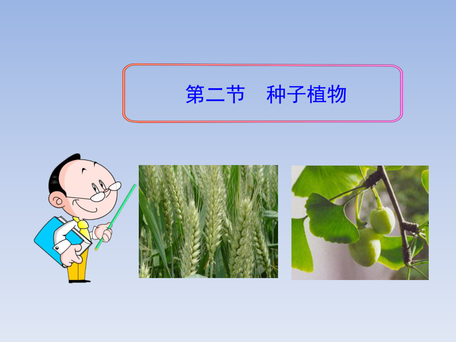 《种子植物》课件.ppt_第1页