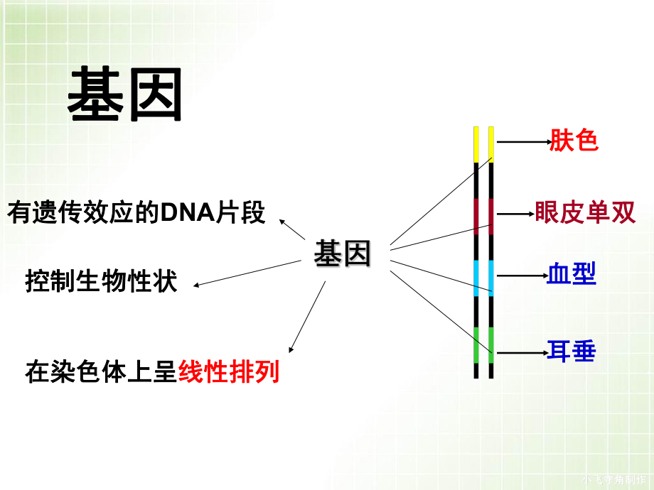 基因指导蛋白质的合成(上课）.ppt_第2页