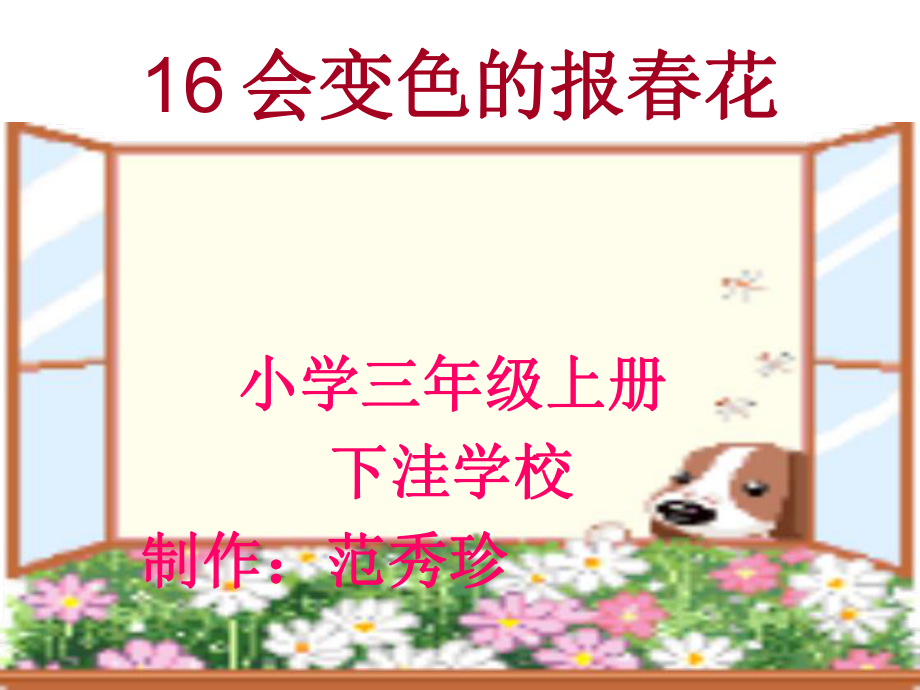 会变色的报春花(1).ppt_第1页