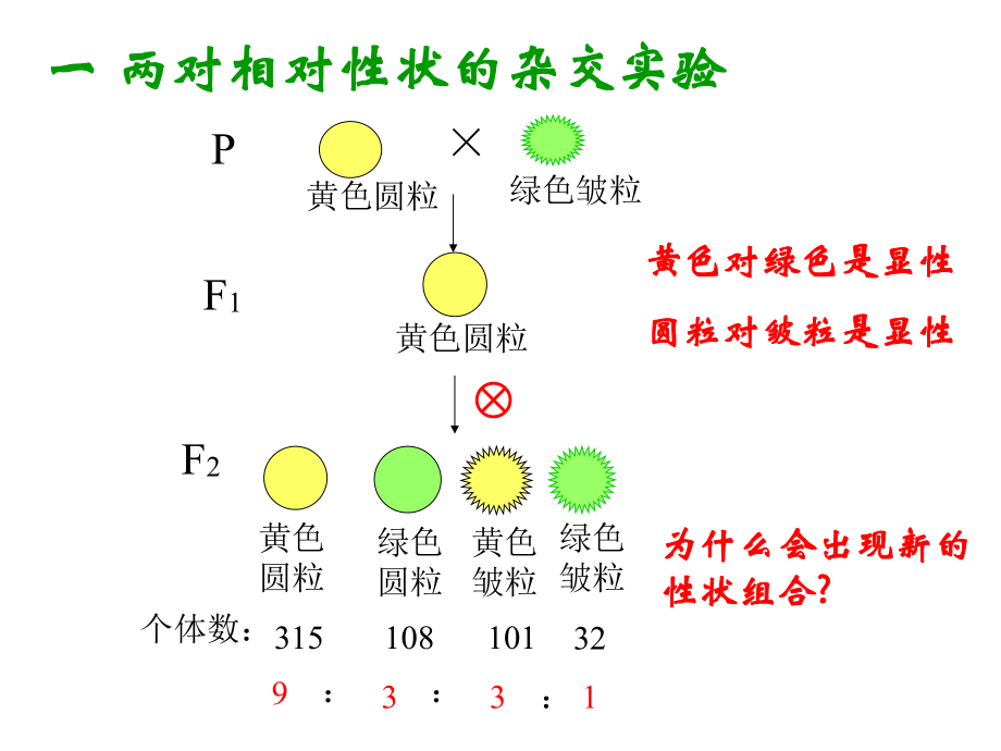 高中生物必修2第一章第二节孟德尔的豌豆杂交实验(二)课件人教版必修二.ppt_第2页