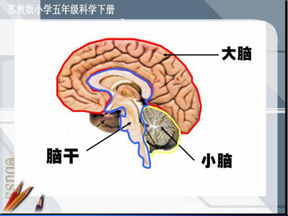 （苏教版）五年级科学下册大脑.ppt_第2页