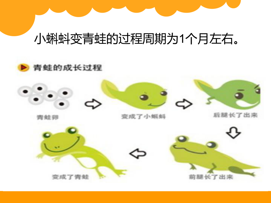 小蝌蚪的成长课件.ppt_第2页