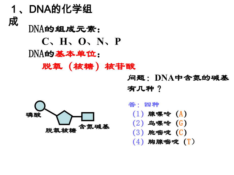 ＤＮＡ分子结构.ppt_第2页