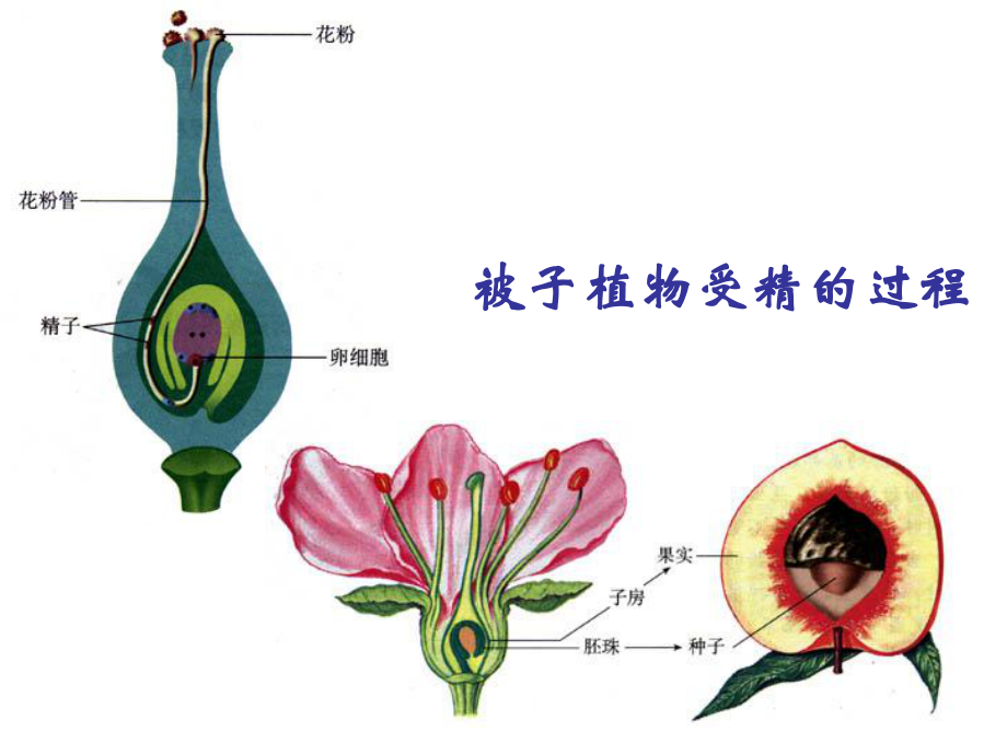 生物：12《人的生殖》课件3(人教版七年级下).ppt_第2页