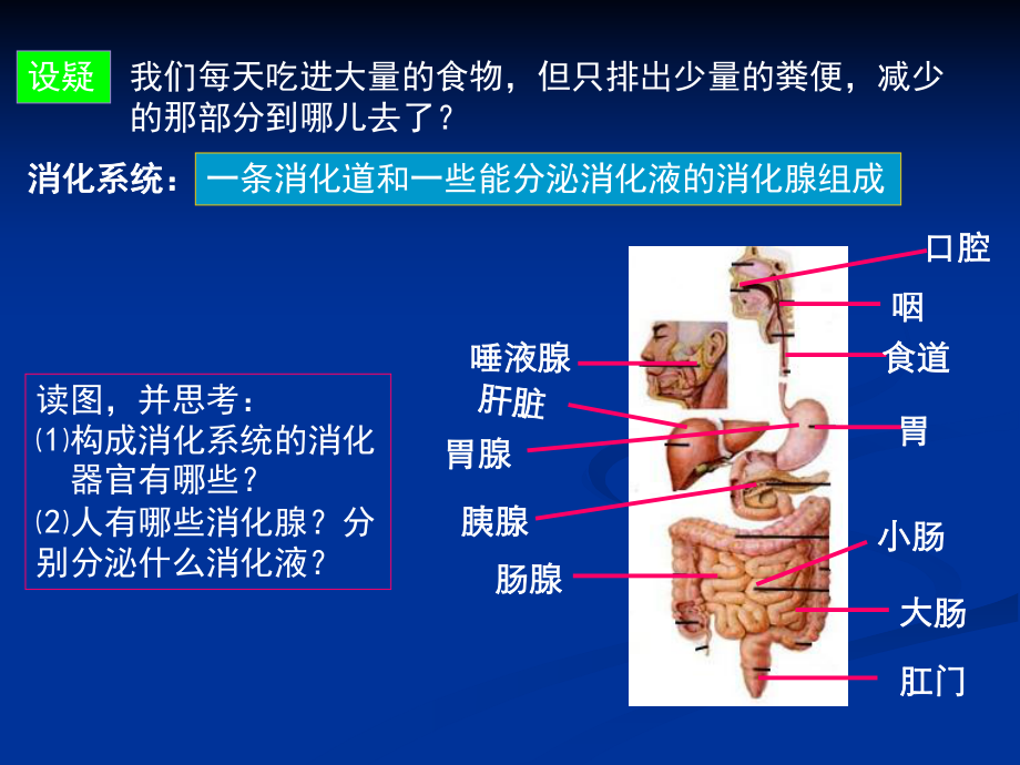 12食物的消化.ppt_第2页