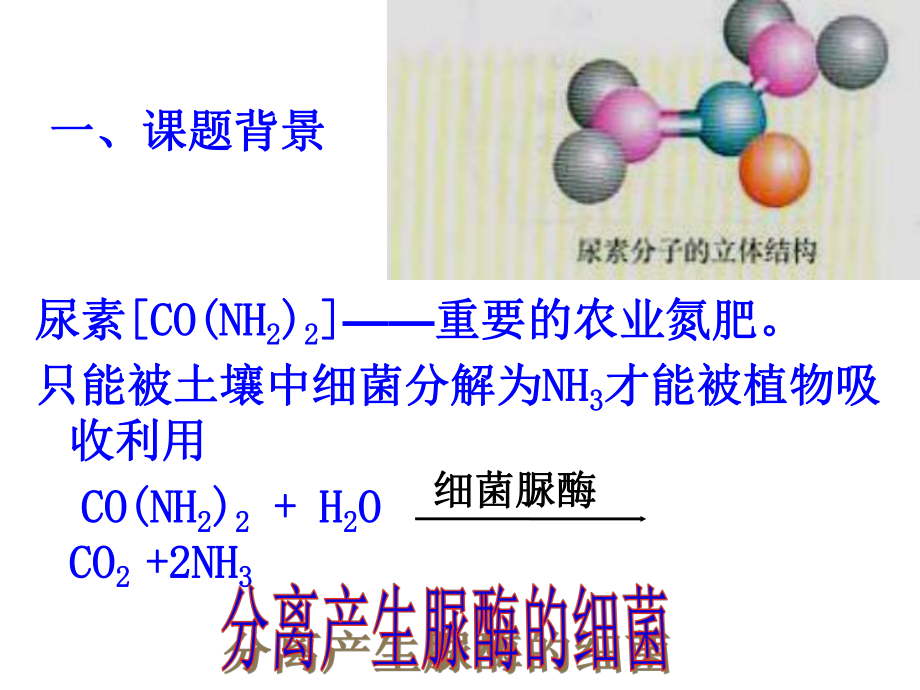 土壤中分解尿素的细菌的分离与计数-上课用.ppt_第2页