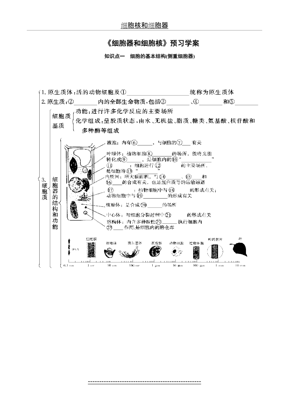 细胞核和细胞器.doc_第2页