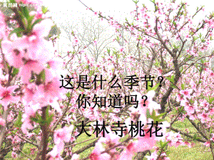 大林寺桃花.pptx