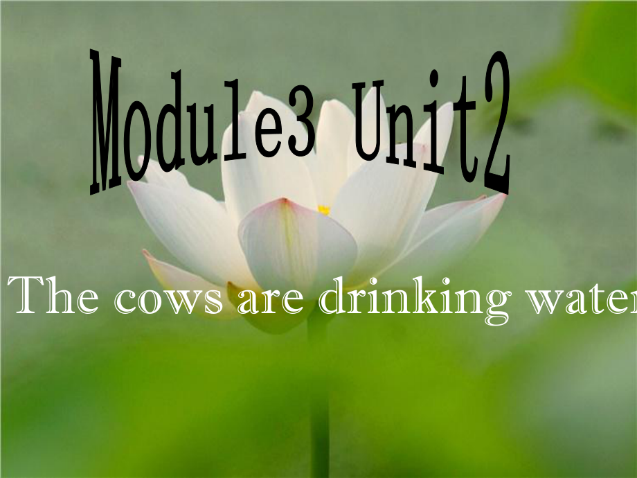 外研版(三年级起点)六年级下册Module3Unit2-The-cows-are-drinking-water.ppt_第1页