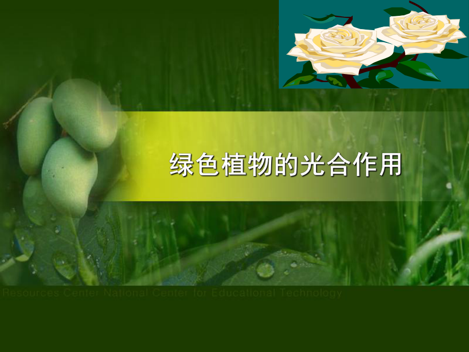 绿色植物的光合作用.ppt_第1页