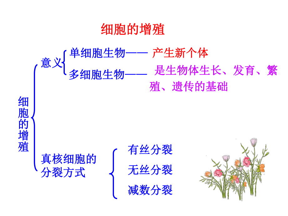 细胞有丝分裂.ppt_第2页