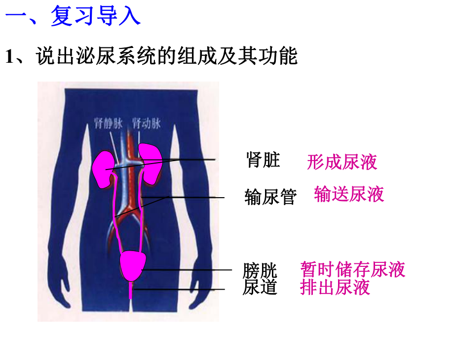 人体内废物的排出第二课时.ppt_第2页