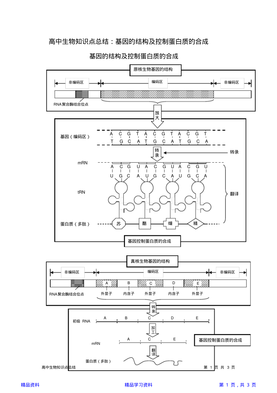 最全面高中生物知识点总结：基因的结构及控制蛋白质的合成(精华版).pdf_第1页