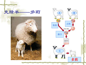 33细胞核－－系统的控制中心1.ppt