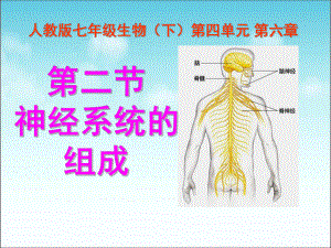 人教版七年级下册生物（新）第六章人体生命活动的调节第二节《神经系统的组成》参考课件(共计33张PPT）.ppt