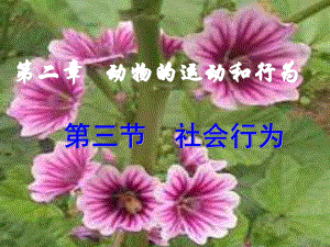 第三节-_社会行为.ppt