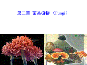 植物分类学—菌类植物(上课版)ppt课件.ppt