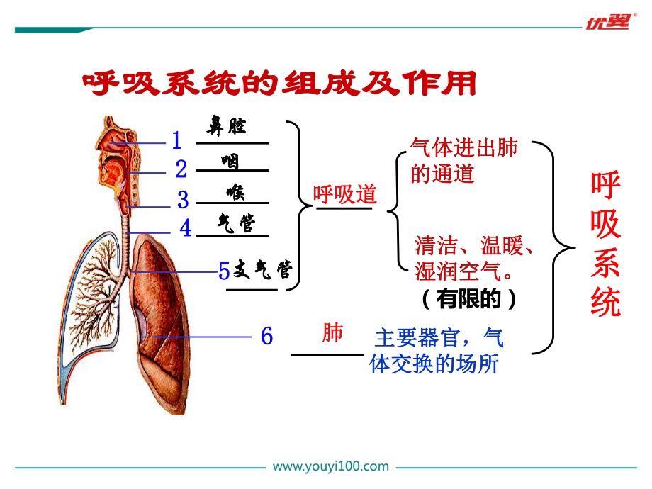 第二节发生在肺内的气体交换.pptx_第1页