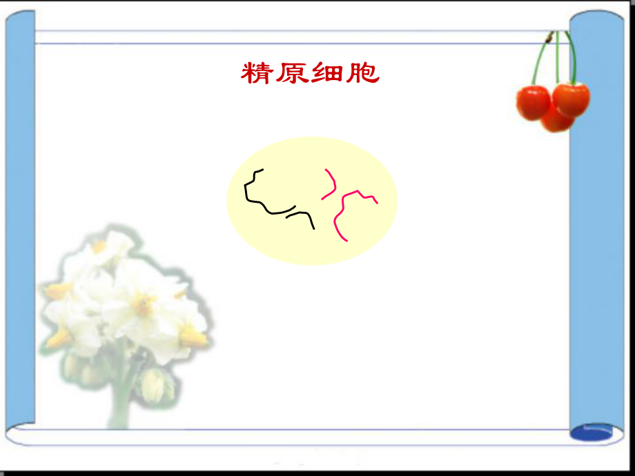 精子的形成过程 (2).ppt_第2页