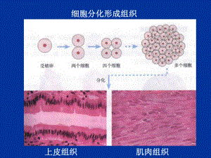 血管和心脏（三种血管心脏）ppt课件.ppt