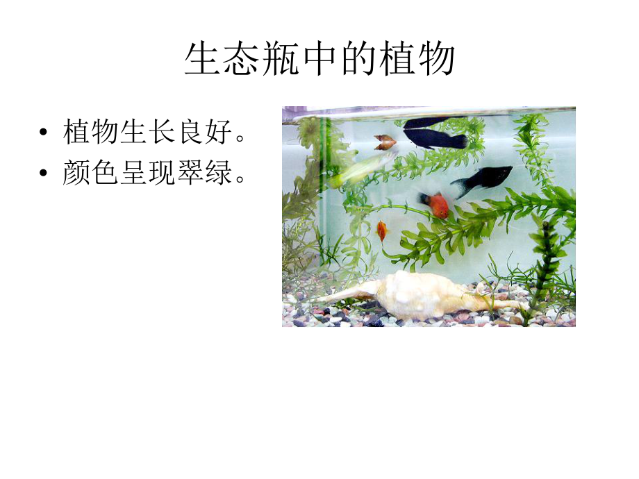 改变生态瓶 (2).ppt_第2页