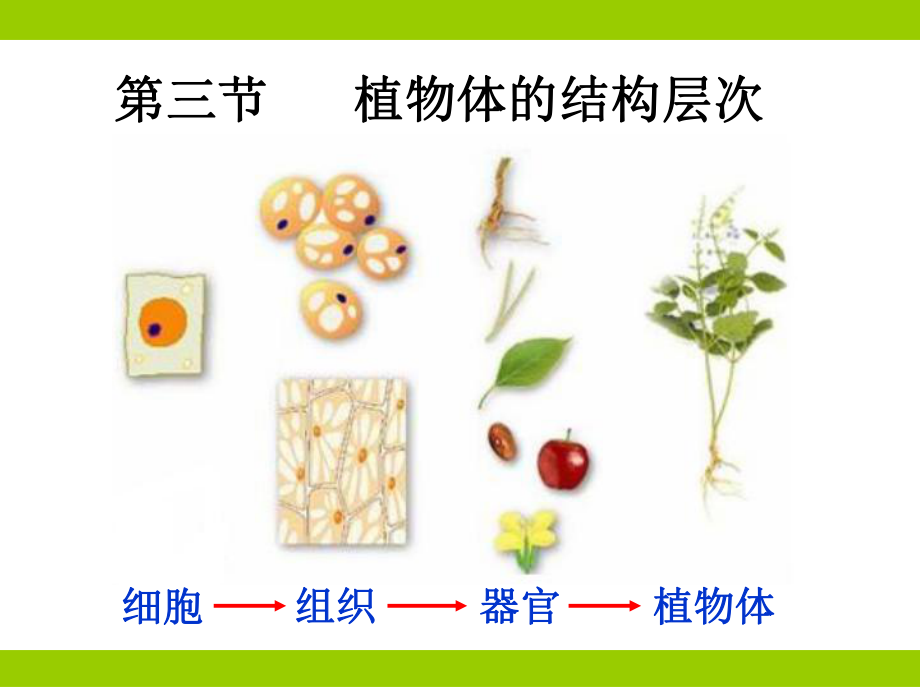 植物结构层次.ppt_第1页