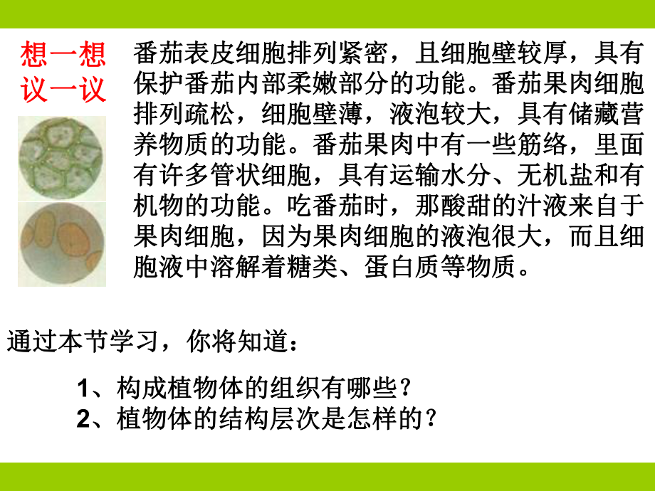 植物结构层次.ppt_第2页