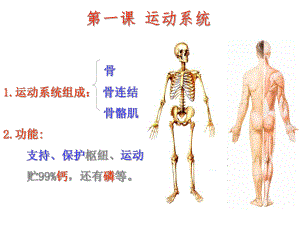 体育与健康七年级第一课运动系统(共34张PPT)(1).ppt