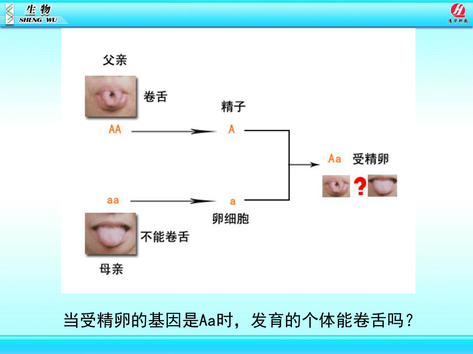 基因的显性和隐性课件.ppt_第2页