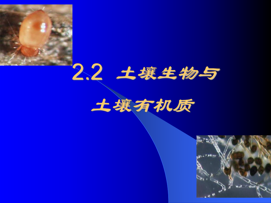 土壤生物与土壤有机质ppt课件.ppt_第1页