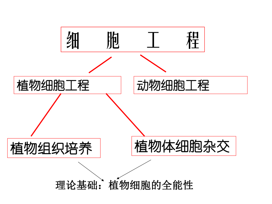 专题二----细胞工程复习课ppt课件.ppt_第1页