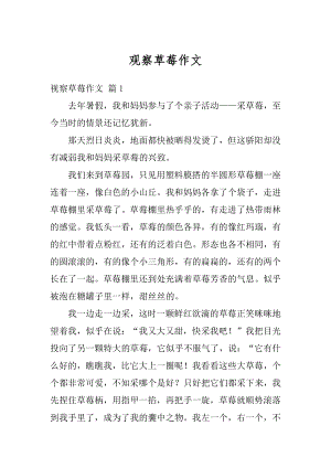 观察草莓作文精编.docx