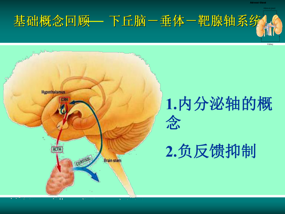 Cushing综合征整理.ppt_第2页