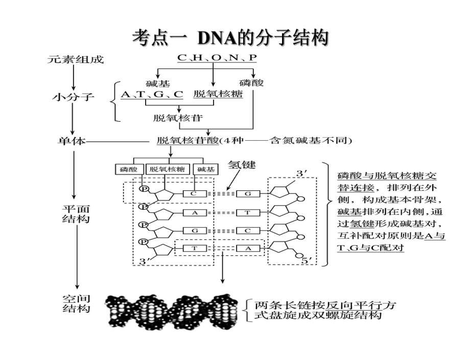 DNA分子的结构复制和基因的本质.ppt_第2页