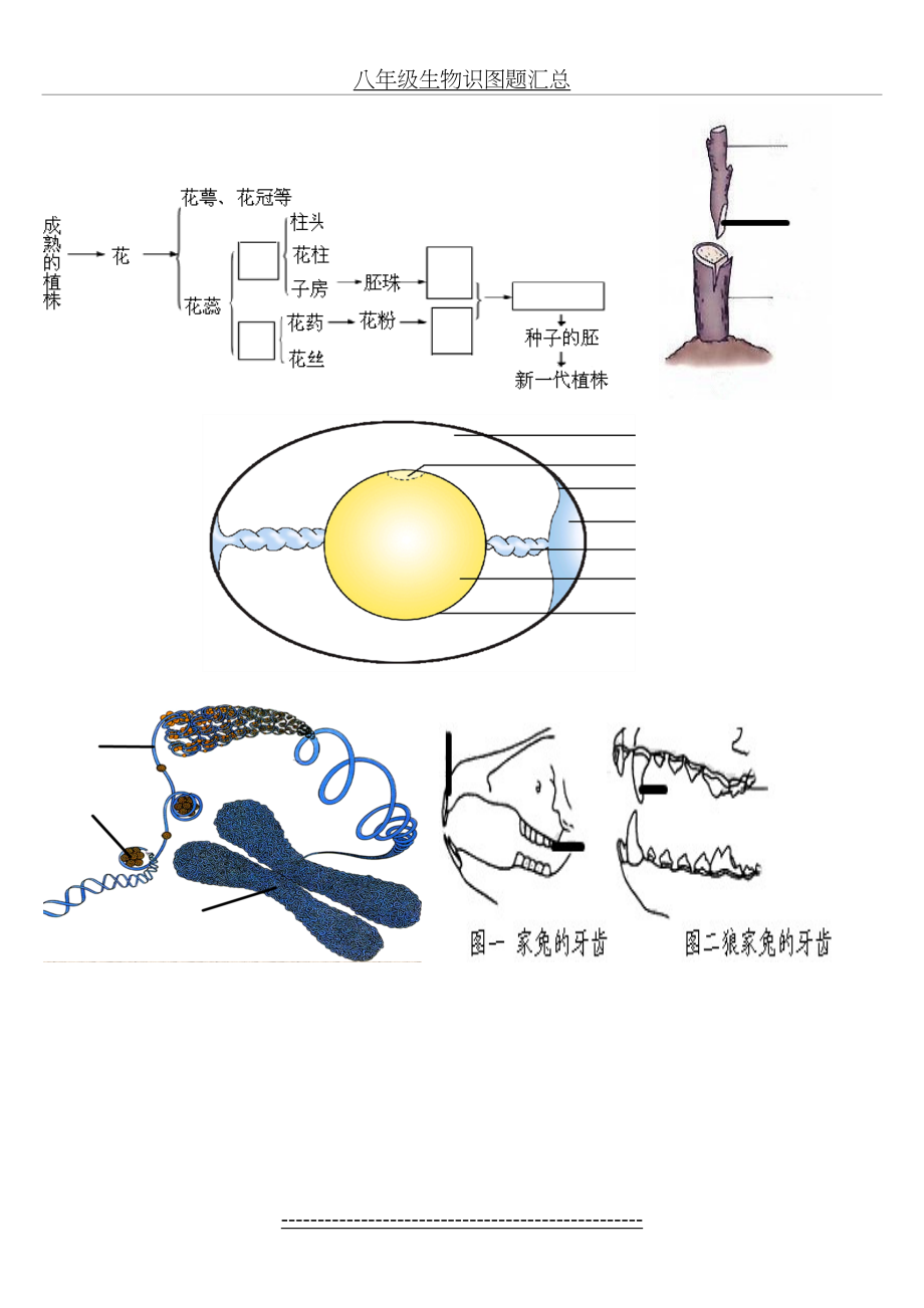 八年级生物识图题汇总.doc_第2页