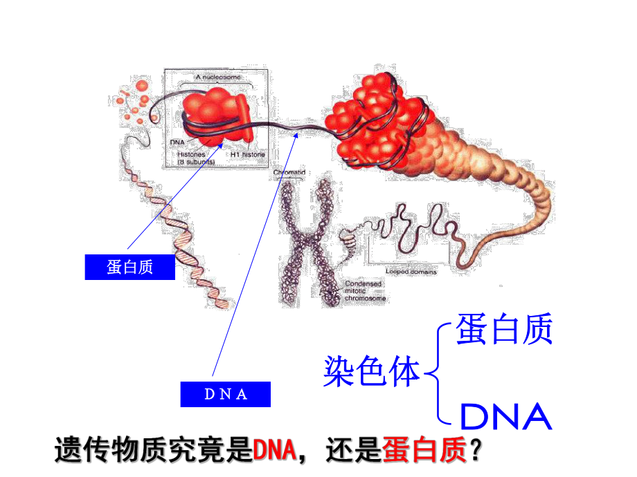 DNA是主要的遗传物质课件修改版.ppt_第2页