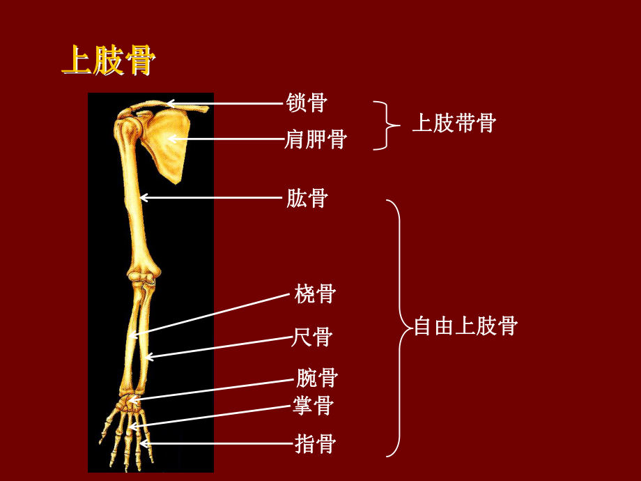 D上肢骨及其骨连结.ppt_第2页