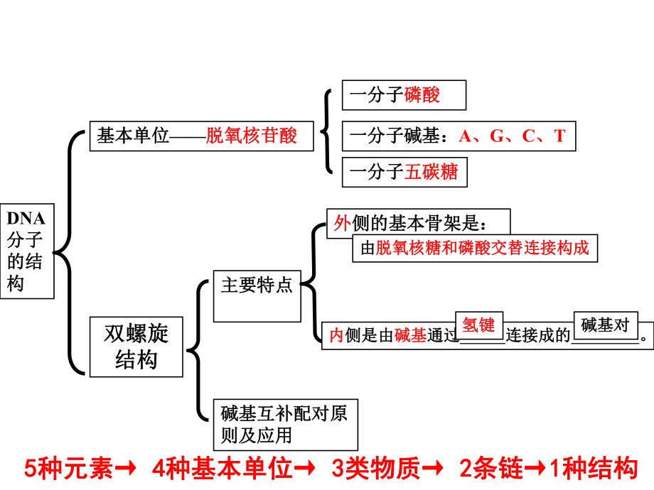 DNA的复制精美课件.ppt_第2页