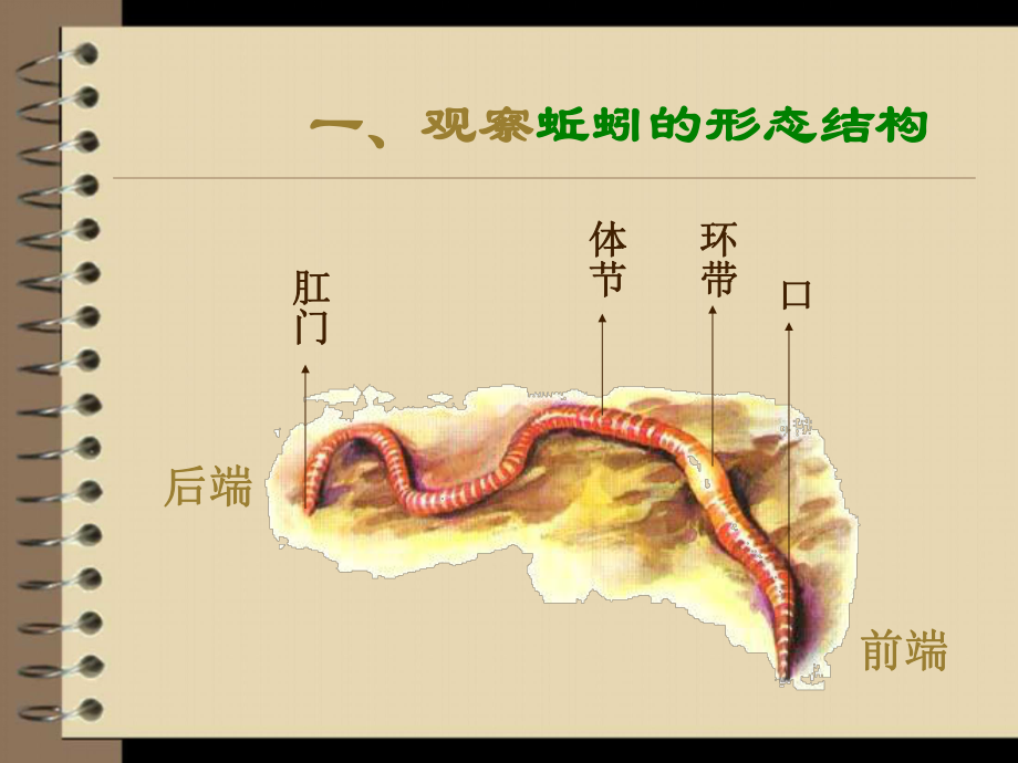 (课件)-探索实验观察蚯蚓.ppt_第2页