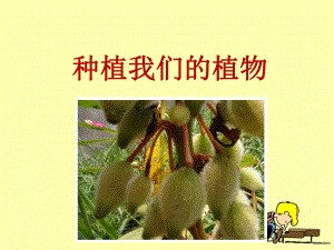 《种植我们的植物》教学课件ppt.ppt