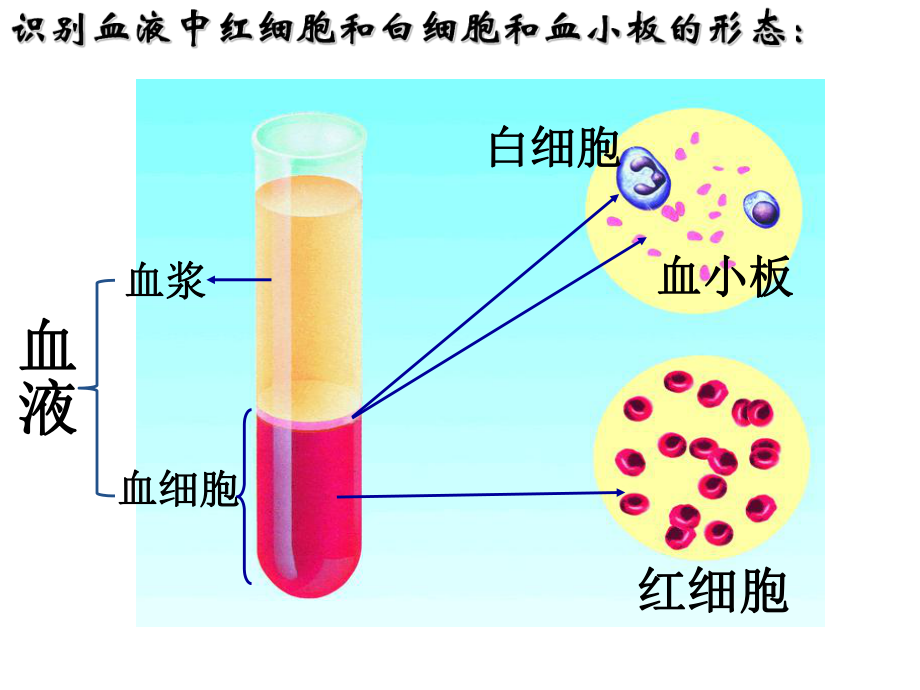 七年级生物《人体内的物质运输和能量供给》章末复习参考课件ppt.ppt_第2页